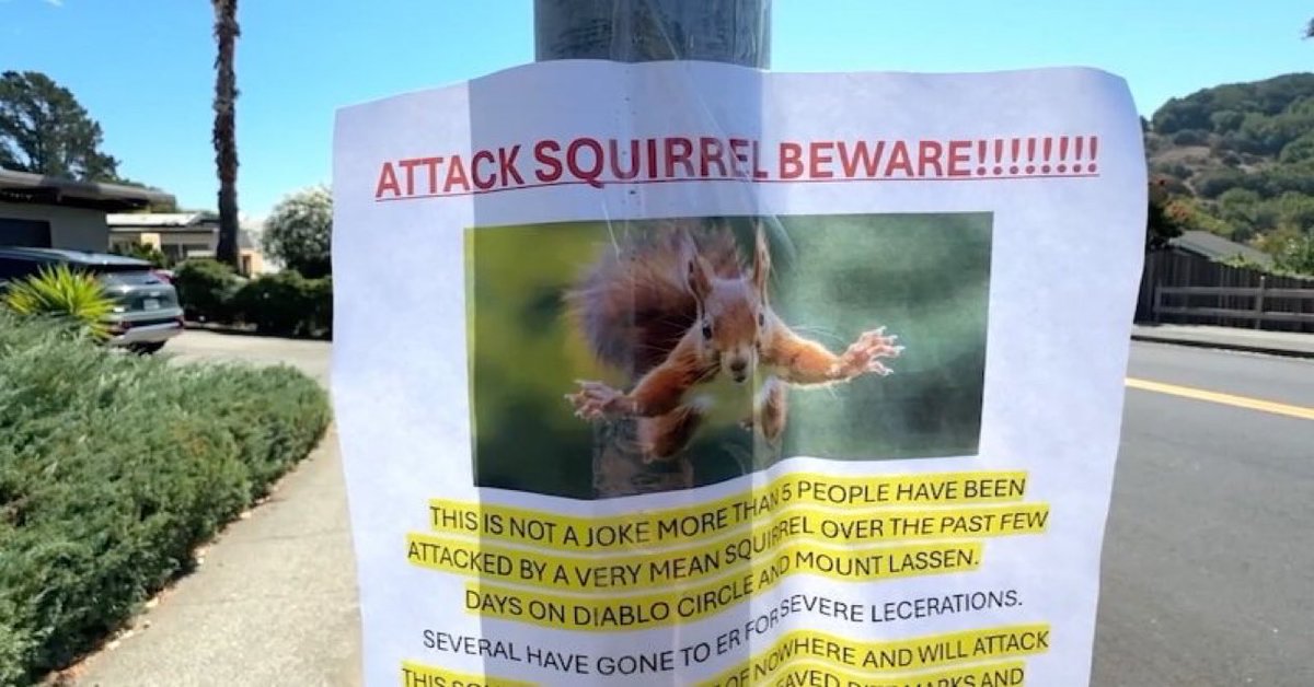 KRONIKInsights's tweet image. 🇺🇸 USA | Insolite – Californie

🔴 Un écureuil est devenu agressif dans un village de Californie, plaçant les habitants en état d’alerte.

📍 Les autorités locales surveillent la situation inhabituelle.

#USA #Californie #Insolite #KronikInsights