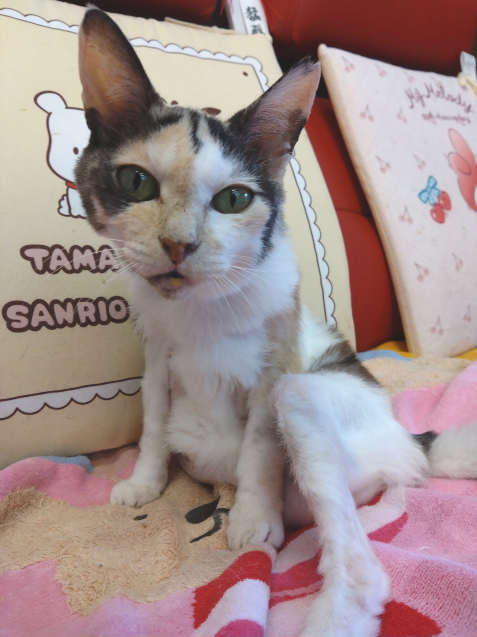 ♡1周年記念SALE♡じゃれねこちゃんとイチョウ　ミケ猫 ♡1周年記念SALE♡じゃれねこちゃんとイチョウ ミケ猫 ねこの