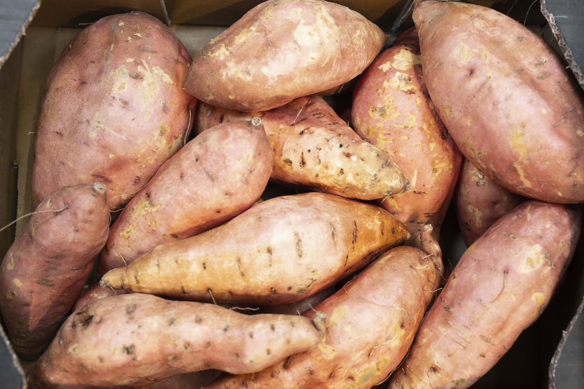 mercamadrid_hoy's tweet image. 🆙¿Sabías que el #boniato 🍠 ya está de #temporada ? 🗓️

✅Contiene fibra y vitamina A, y es ideal para disfrutar de una guarnición deliciosa en recetas de carnes y pescados

👍🏻Aprovecha su versatilidad, puedes utilizarlo para elaboración de cremas, guisos, purés o incluso…
