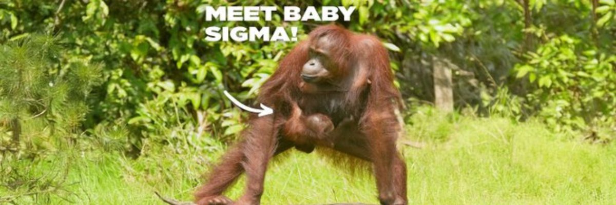 updated dex + community with this new banner made by <a href="/BlockTraderHQ/">AT ⚡</a> 

5kNbJHK3TyUTF4ra8JSfj1NJYt26bjqDoocJCoyks5aN