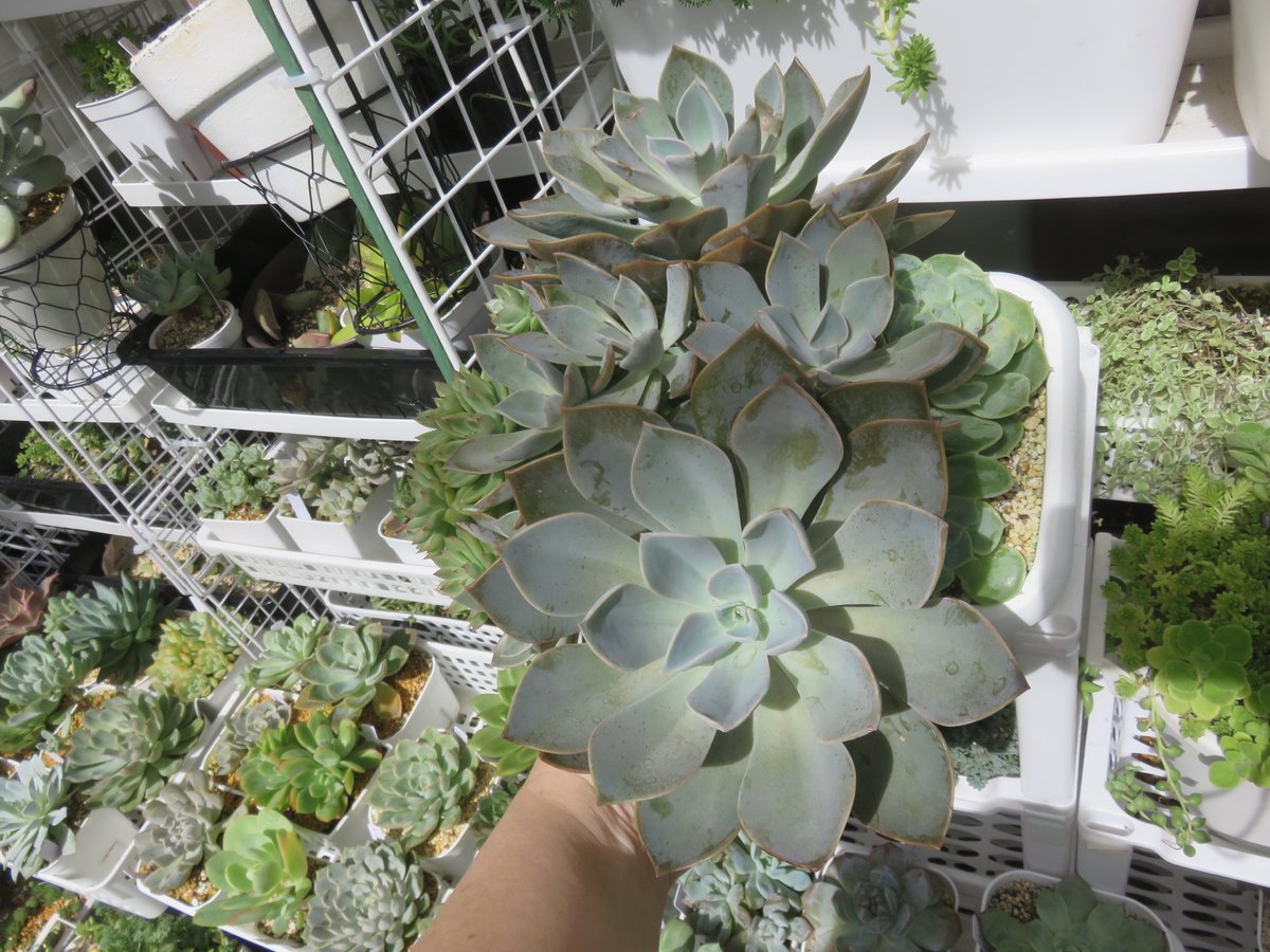 Mayu様　確認( ゜∀゜)つ　多肉植物 sddefault.jpg