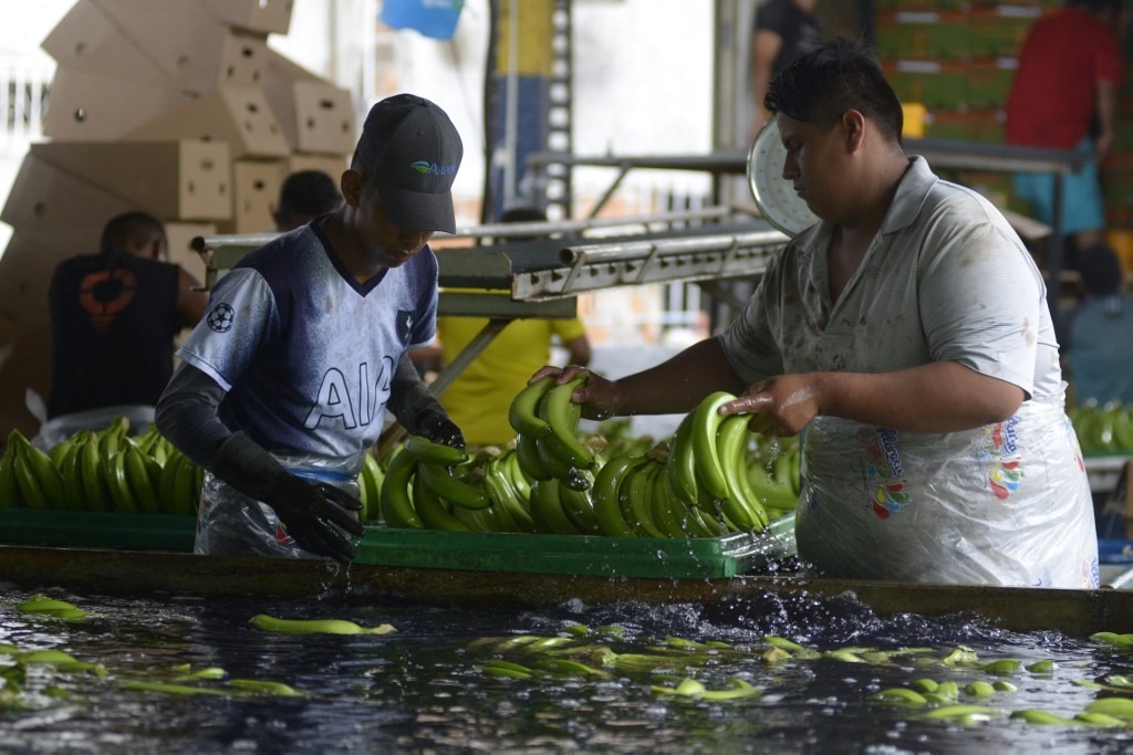 🚨 In Ecuador, banana plantation workers suffer serious labour rights violations, pesticide poisoning &amp; criminalisation.

✊ Together with the ASTAC union, we filed a complaint with the European Commission to demand the EU &amp; Ecuador take action!

fidh.org/en/issues/busi…