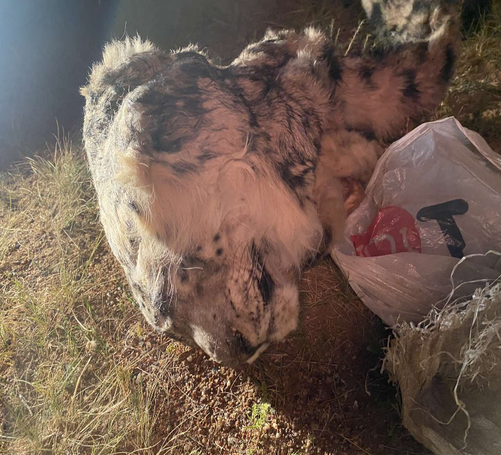 Экологийн цагдаагийн алба tweet media