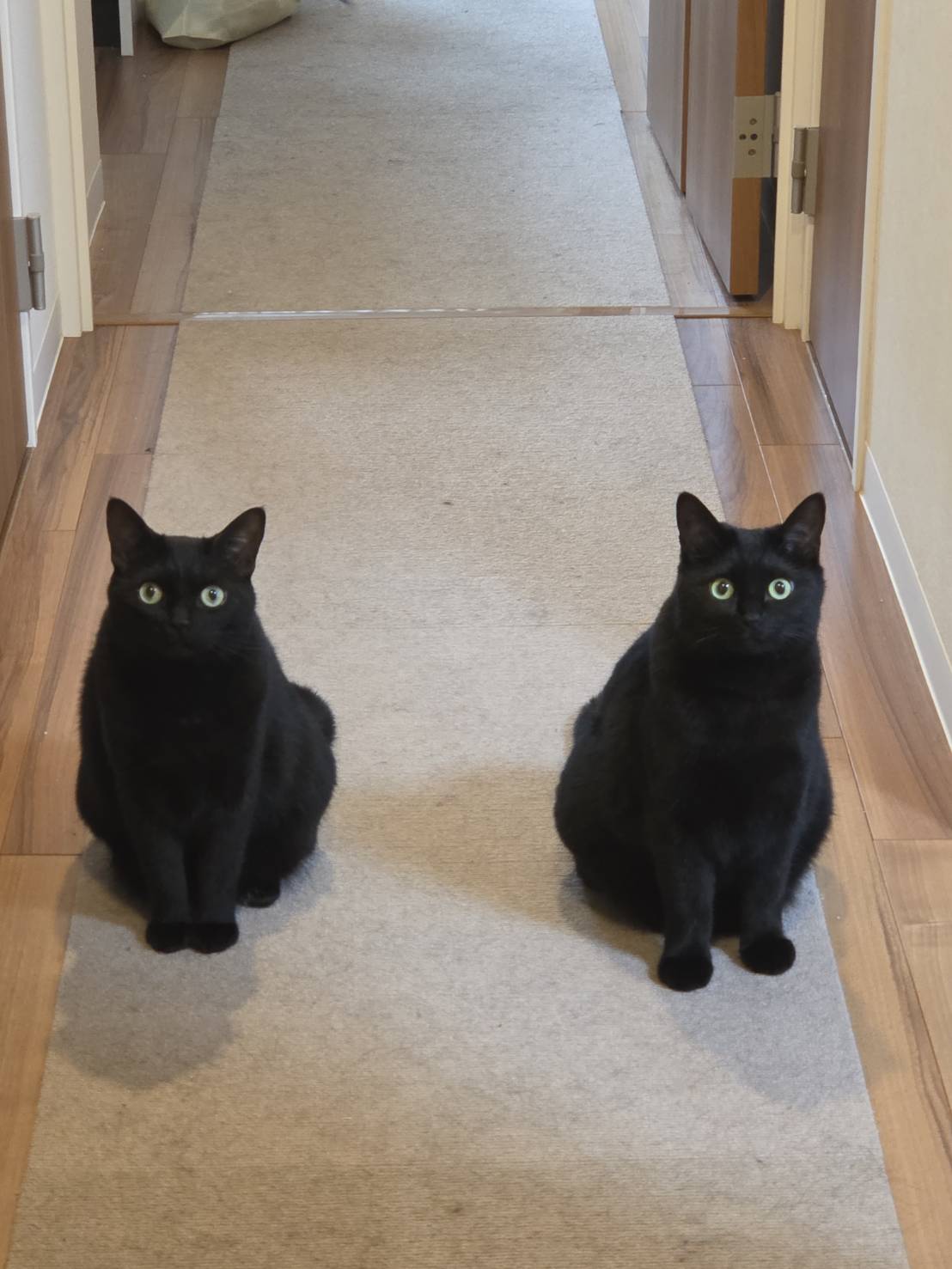 くろねこページです！ 黒猫ジジさん on X: 