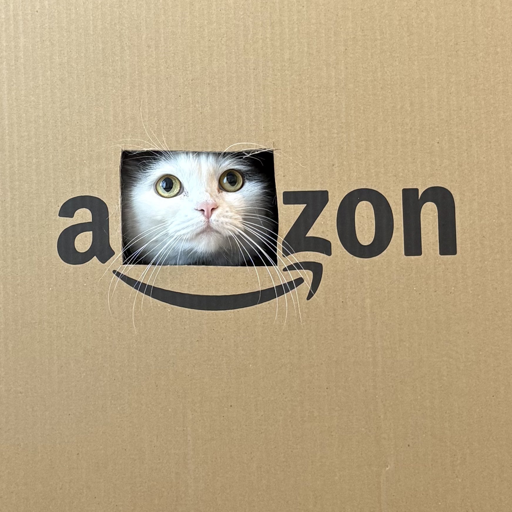 ねこ ねこ