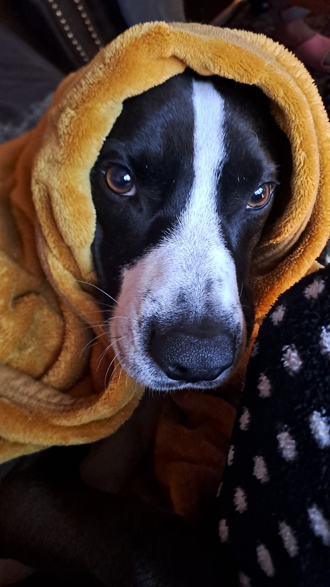 Huchmampf (@huchmampf1) on Twitter photo 9°C. Der sehr schöne Hund hat eine Sinnkrise. 9°C. Der sehr schöne Hund hat eine Sinnkrise.