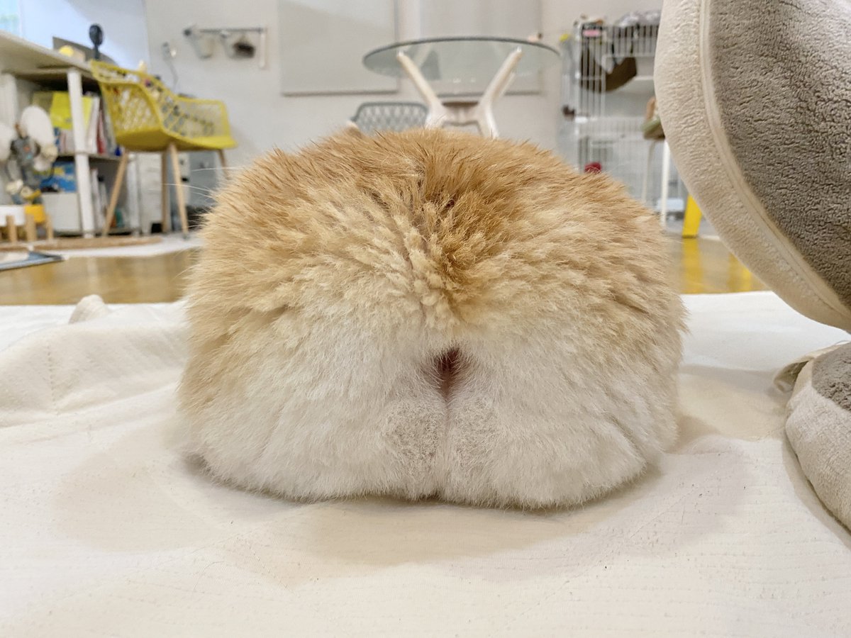 洗いたてはタワシ