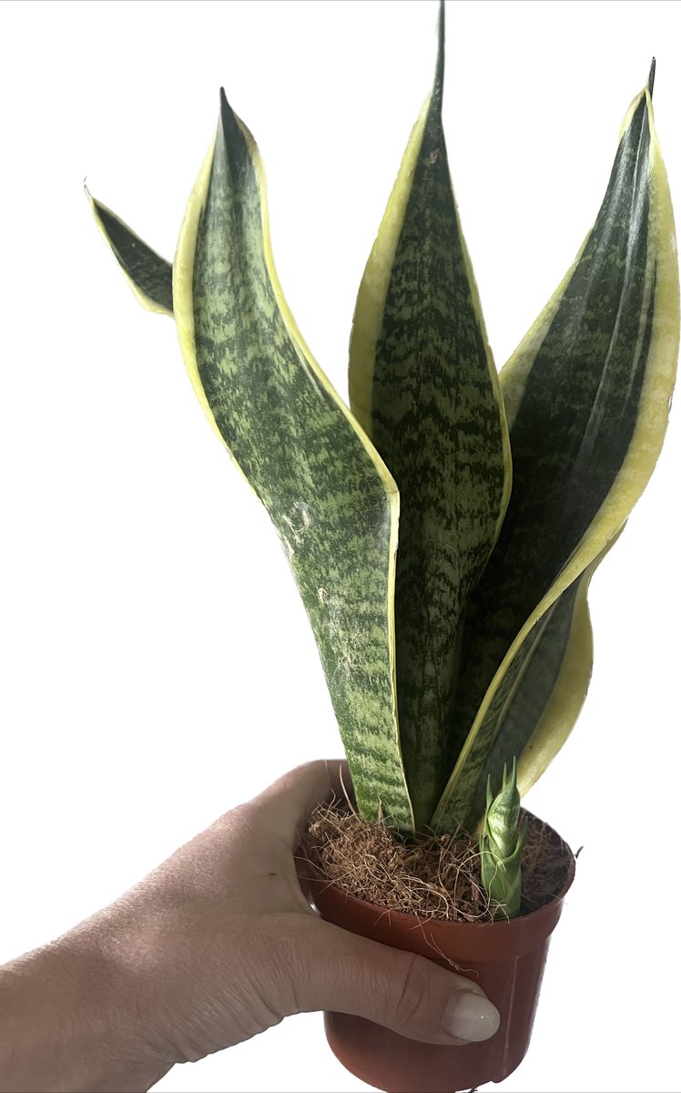 Cubedapiante's tweet photo. Vuoi una pianta resistente, che migliora l'aria, facile da curare e perfetta anche in ambienti umidi? La #Sansevieria è la scelta ideale! scrivimi su ✅WhatsApp 3472815918 #consegnagratuita ⁣
o ti aspettiamo nel nostro punto vendita sempre con un sorriso 😃. https://t.co/zyNXh4U9WK