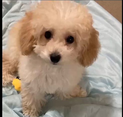 Sha_roushi's tweet photo. だいぶ毛が伸びました

#トイ　
#トイプードル 　
#犬
#犬好き
#小犬 https://t.co/MWxecgnkNy