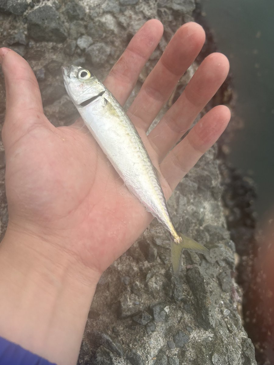 UOTAMI77rainbow's tweet photo. 🎣デビューしてから早一ヶ月余りでもう５度目、オキアミを使った餌釣は難しいなあ😓何度餌だけ持ってかれたか。
#小樽　#サバ　#フグ https://t.co/hYn6863V0S