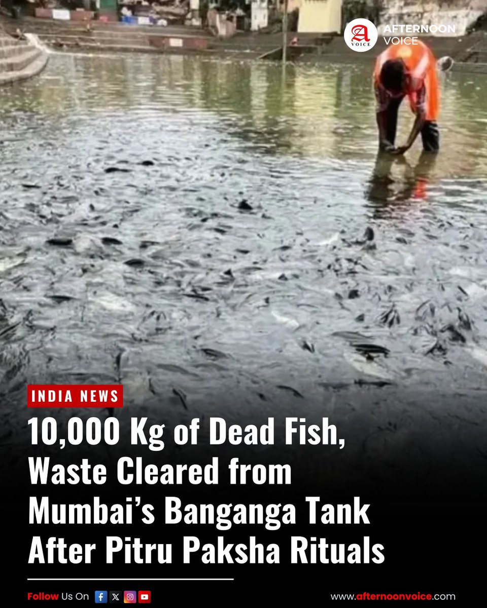 Afternoon_Voice's tweet image. #BMC clears 10,000 kg of dead fish and waste from Mumbai’s #BangangaTank after #PitruPaksha rituals as activists call for artificial ponds to protect aquatic life.

🔗 afternoonvoice.com/10000-kg-of-de…