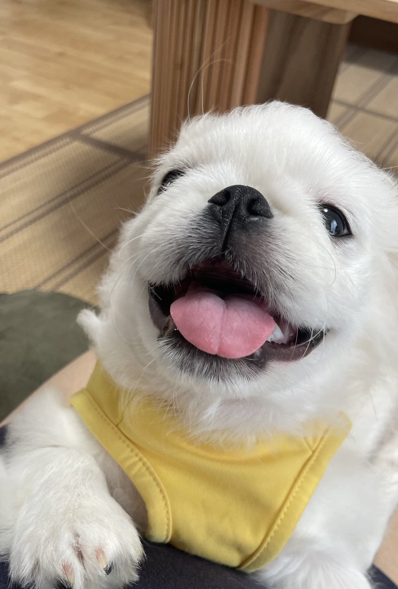 BANPEIYU_dog's tweet image. 足に犬が乗る
しあわせ