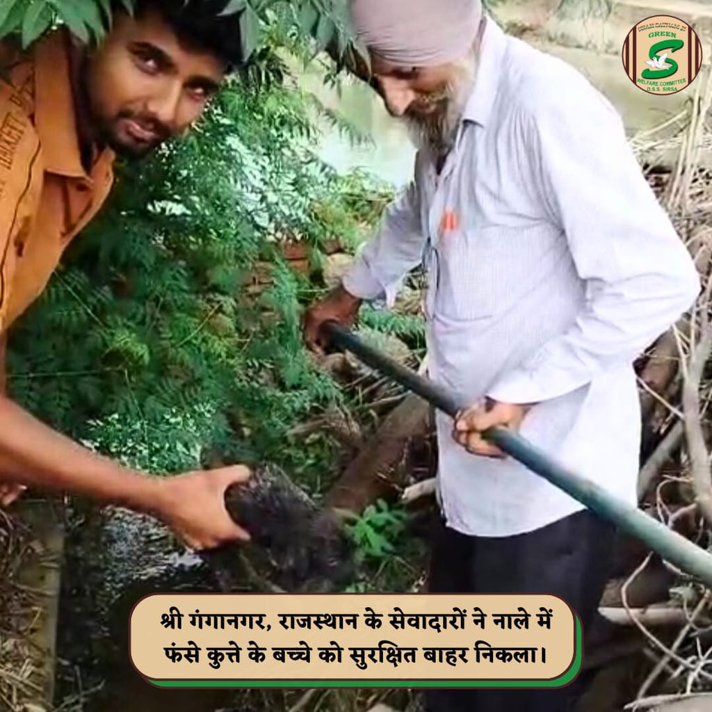 Saving a little life—a puppy rescued from a ditch
A little puppy was trapped helplessly as in a ditch, struggling for survival. The Green 'S' volunteers, taking note of the situation, immediately sprang into action and rescued it carefully. Inspired by Saint Gurmeet Ram Rahim,