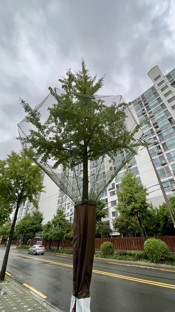 은행이 떨어질 준비. 😏