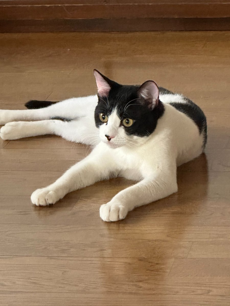 福島市市民センターで猫ちゃんの  #譲渡会
🐱参加猫ちゃん紹介🐱
1歳3ヶ月の男の子ビーちゃん
ワクチン去勢手術完了ウイルス検査陰性
かなりのビビりくんです。
初めてのところではドキドキしてしまいますが抱っこしていると落ち着きます。
ずっとの家族を探すために頑張るよ
 #保護猫  #譲渡会  #福島