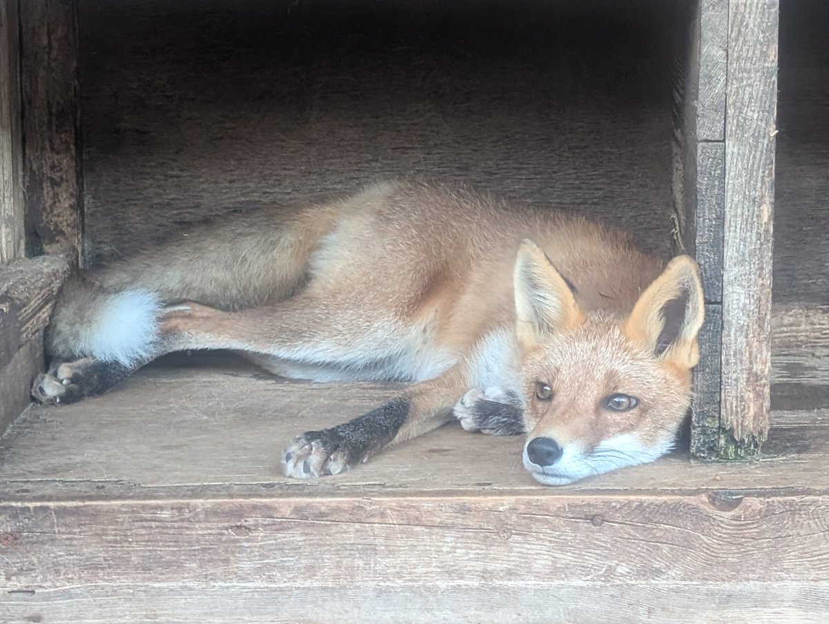 あさひがこぎつねハウスに居る！と思ったら #レン ♂でした😆
ちょっと似てますよね🤭
#北きつね牧場 #キタキツネ #こぎつねハウス