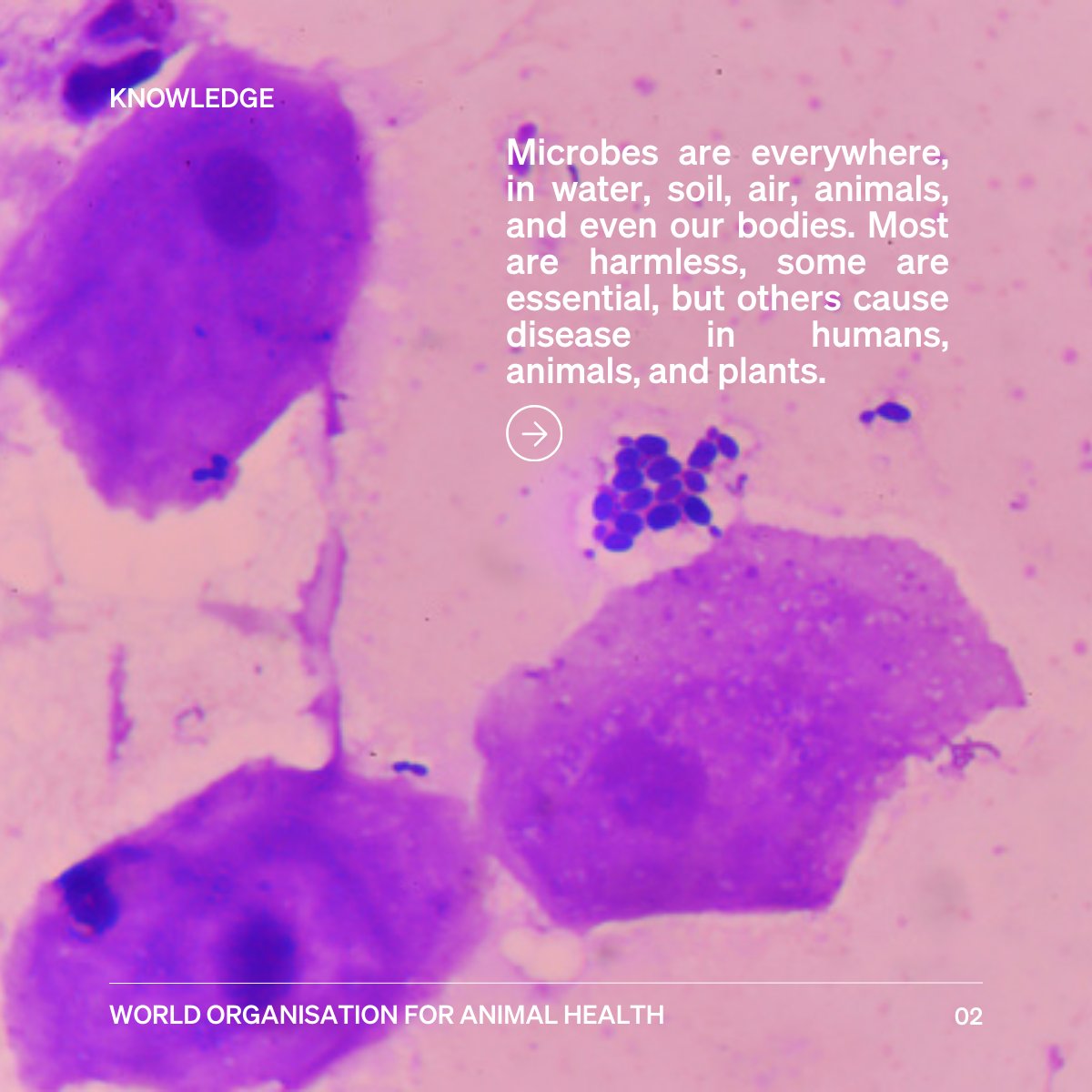 WOAH's tweet photo. The truth is the antimicrobials we rely on are losing their power. Before the discovery of antimicrobials, even a small cut could be deadly. Today, they safeguard the health of both people and animals. But resistance is rising fast and it threatens to undo decades of progress.