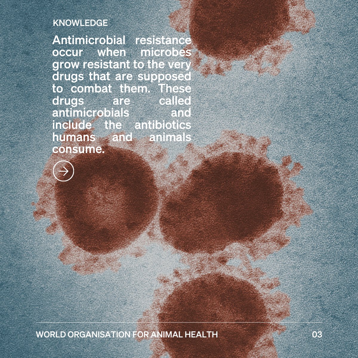 WOAH's tweet photo. The truth is the antimicrobials we rely on are losing their power. Before the discovery of antimicrobials, even a small cut could be deadly. Today, they safeguard the health of both people and animals. But resistance is rising fast and it threatens to undo decades of progress.