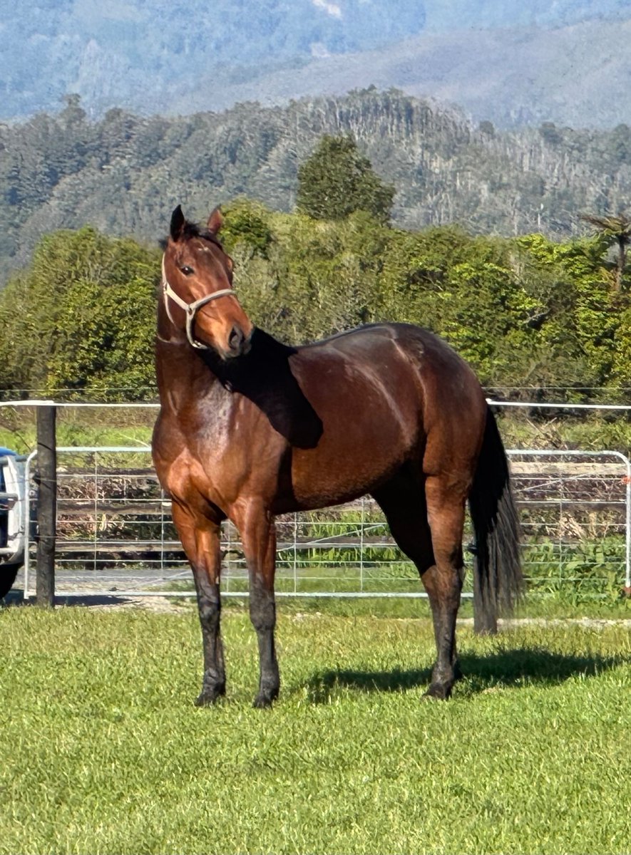 Ultimate Breeding tweet media