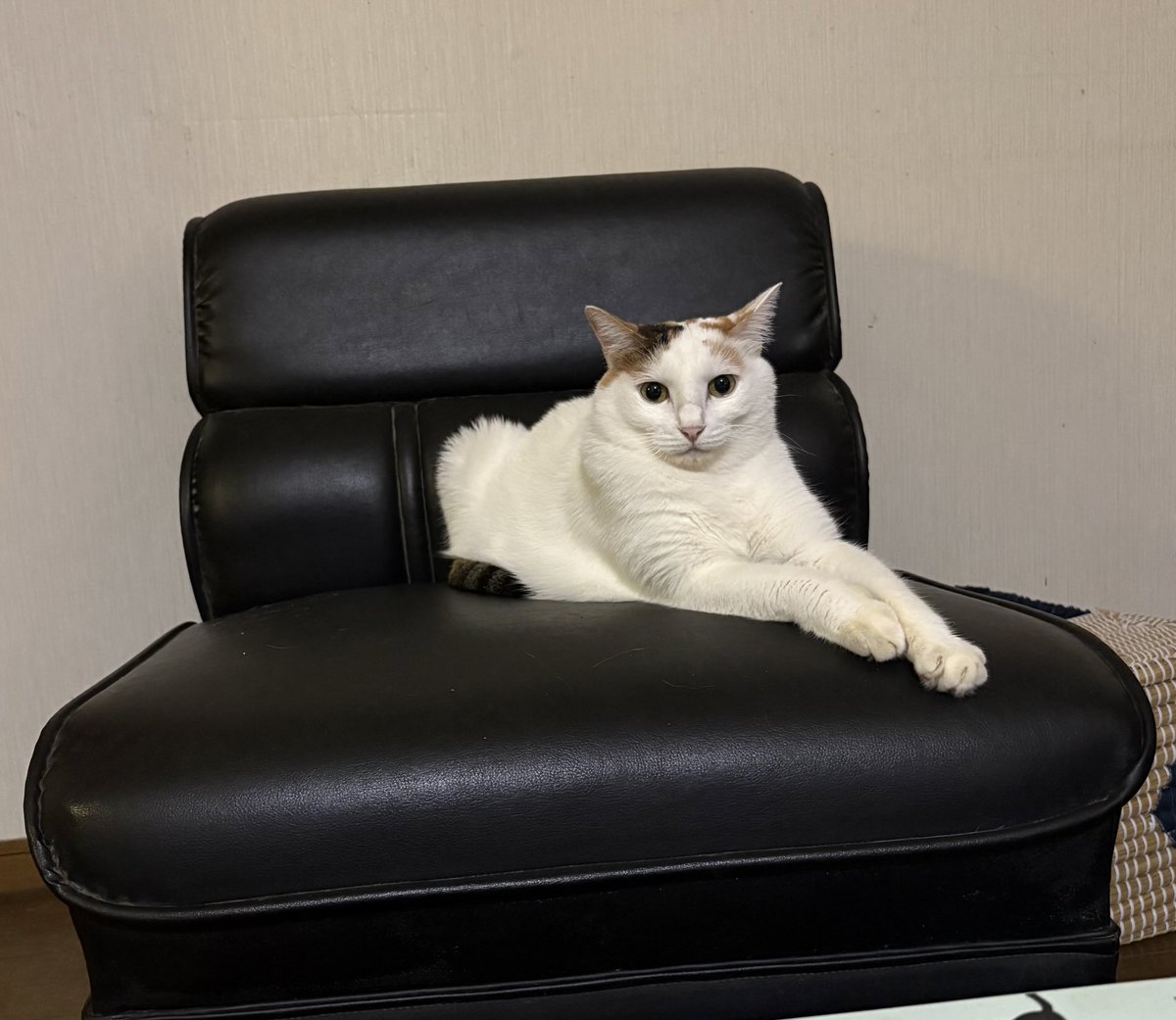 三味線　猫皮　破れなし 三味線 猫皮 破れなし - メルカリ