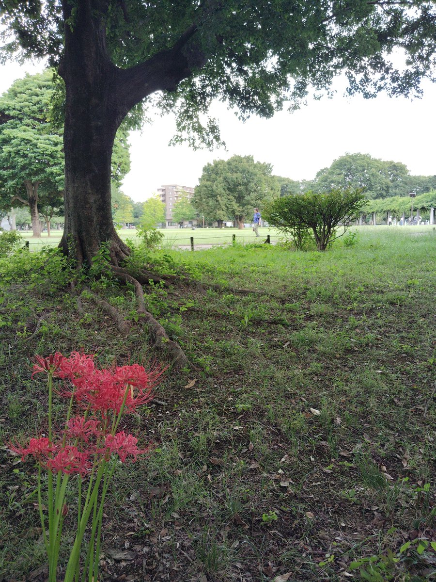 内向きのセンサーにぶすぎるなわたくし

今日は西国分寺の公園歩いてよい気分❗️
武蔵野ワークス（香水ショップ）のインスタかTwitterでこの公園にお花あると書いてあったから行ってきた❗️

今回鍋肉作った❗️
鴨はいいねぇ　fullfiledですかな今の気分は