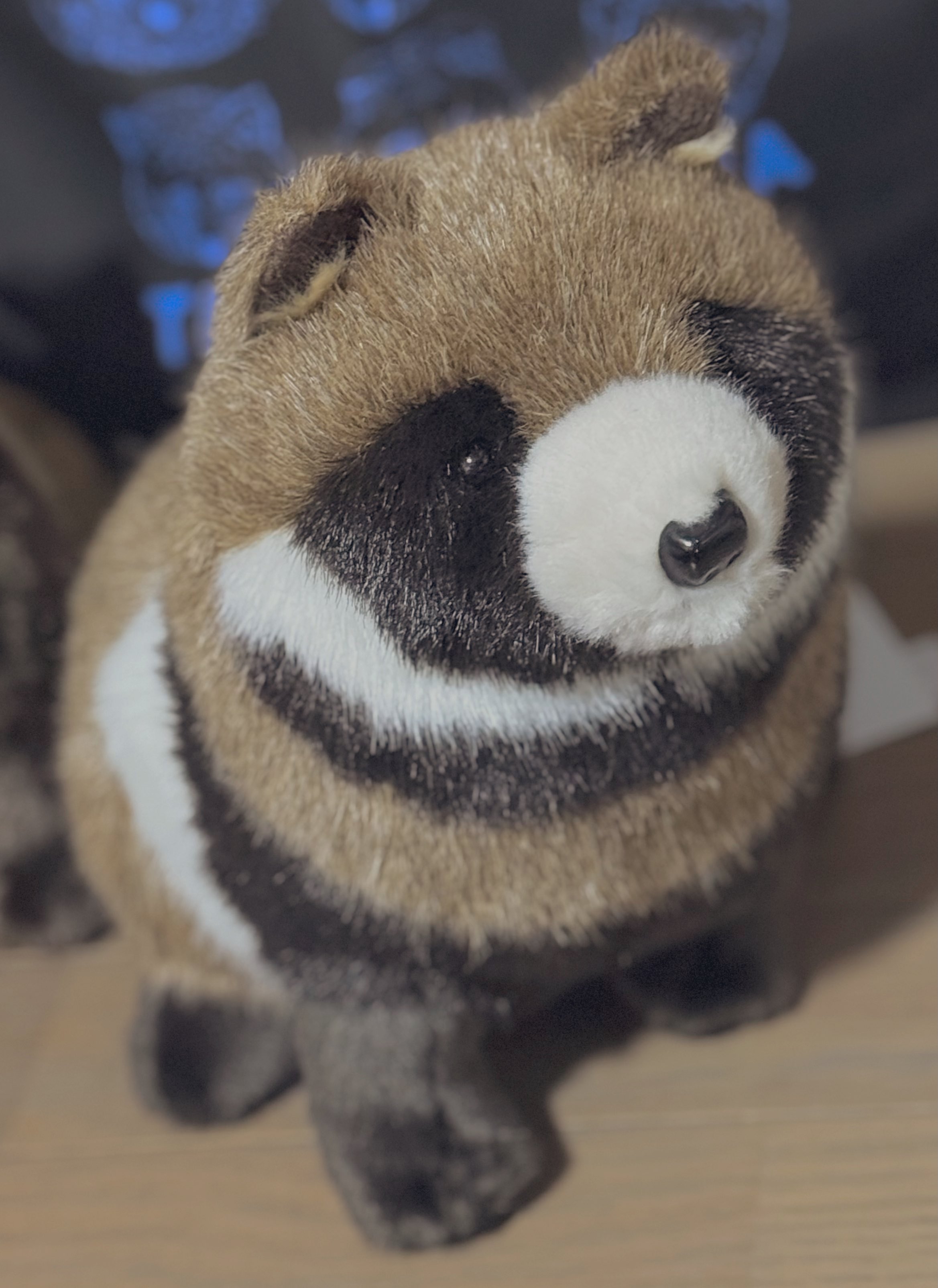 たぬきた たぬき on X: 