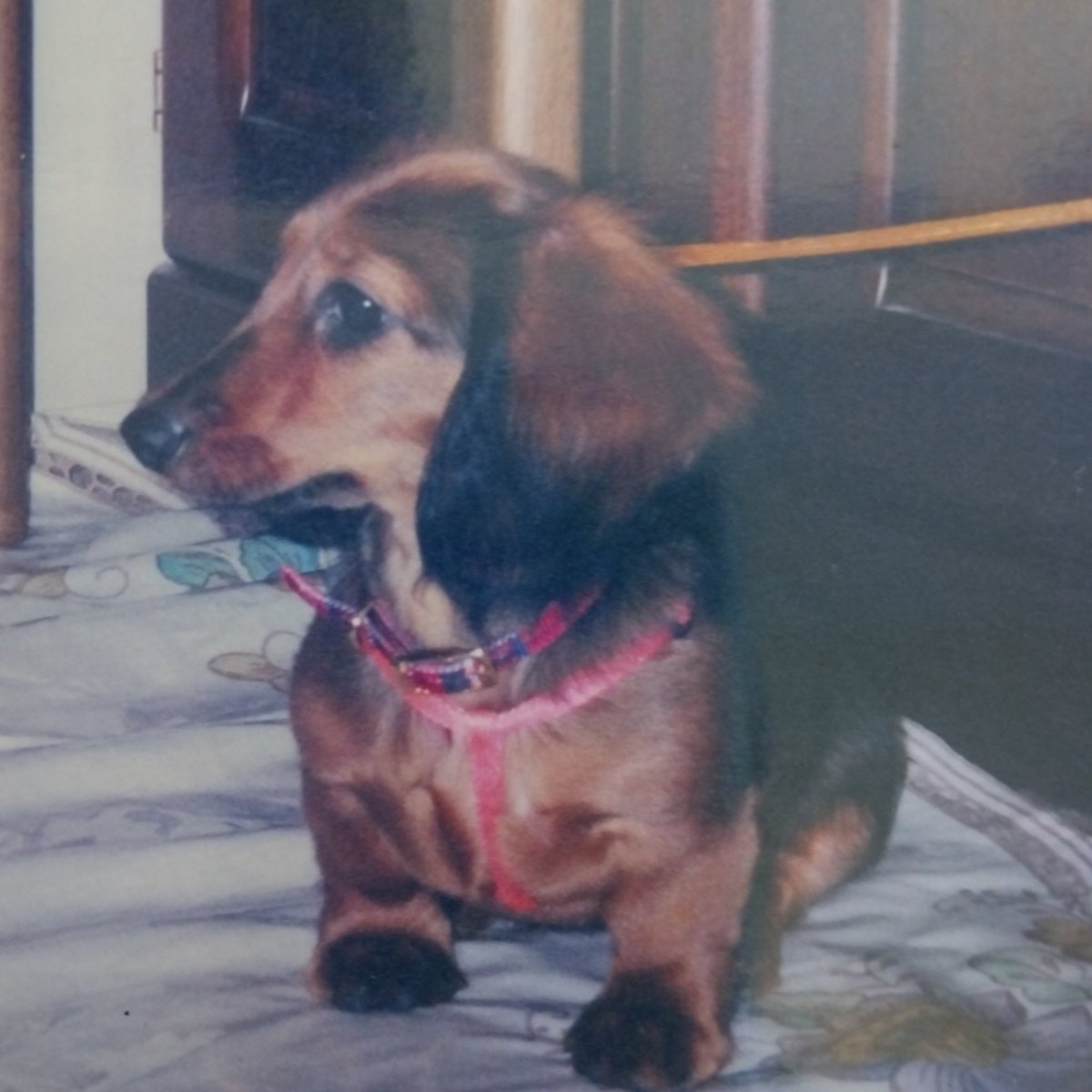 「マリーがやって来た！」という８ｍｍテープを見つけました📹胸が張り裂けそうになりながら再生すると、おもちゃをかじりながら転げまわるマリーが🐶 ここから１９年・涙が滲みましたが、幼犬マリーは遠すぎる記憶になったことに気付きました🥲それでも心底、可愛いです☺️#秘密結社老犬倶楽部天国支部