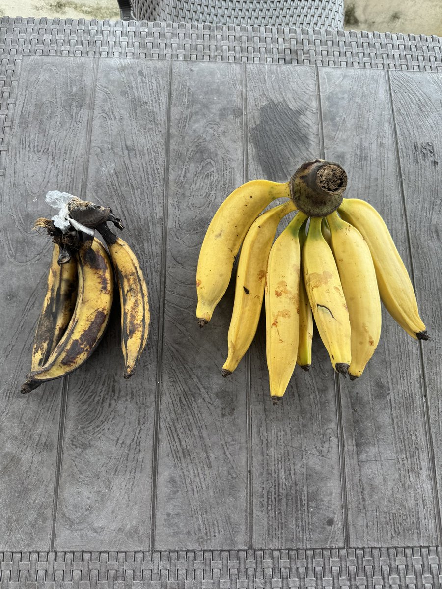 MrMekzy_'s tweet image. Anytime i buy plantain from the market, the skin is always so ugly with black patches all over it. The one on the left was bought from the market and the one on the right is from my farm. I wonder why it’s like this?🤔