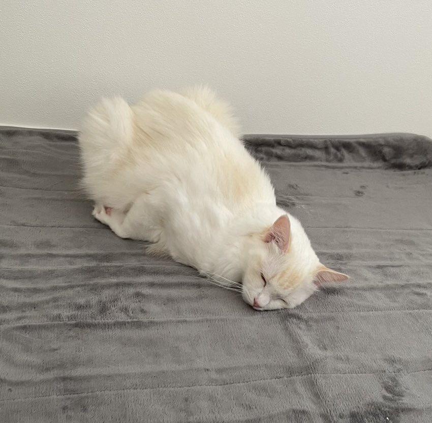 ディルとナッペ🐱ひとんちのねこ垢w tweet media