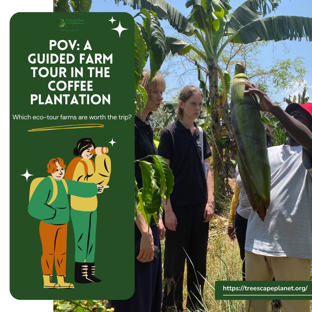 Treescape Planet Organization (@treescapeorg) on Twitter photo POV: Walking through a coffee plantation, guided by local farmers who share not just their crops, but their culture. 
This is what eco-tourism looks like; travel that uplifts communities, protects biodiversity, and leaves a positive footprint. Every farm tour, forest walk, or POV: Walking through a coffee plantation, guided by local farmers who share not just their crops, but their culture. 
This is what eco-tourism looks like; travel that uplifts communities, protects biodiversity, and leaves a positive footprint. Every farm tour, forest walk, or