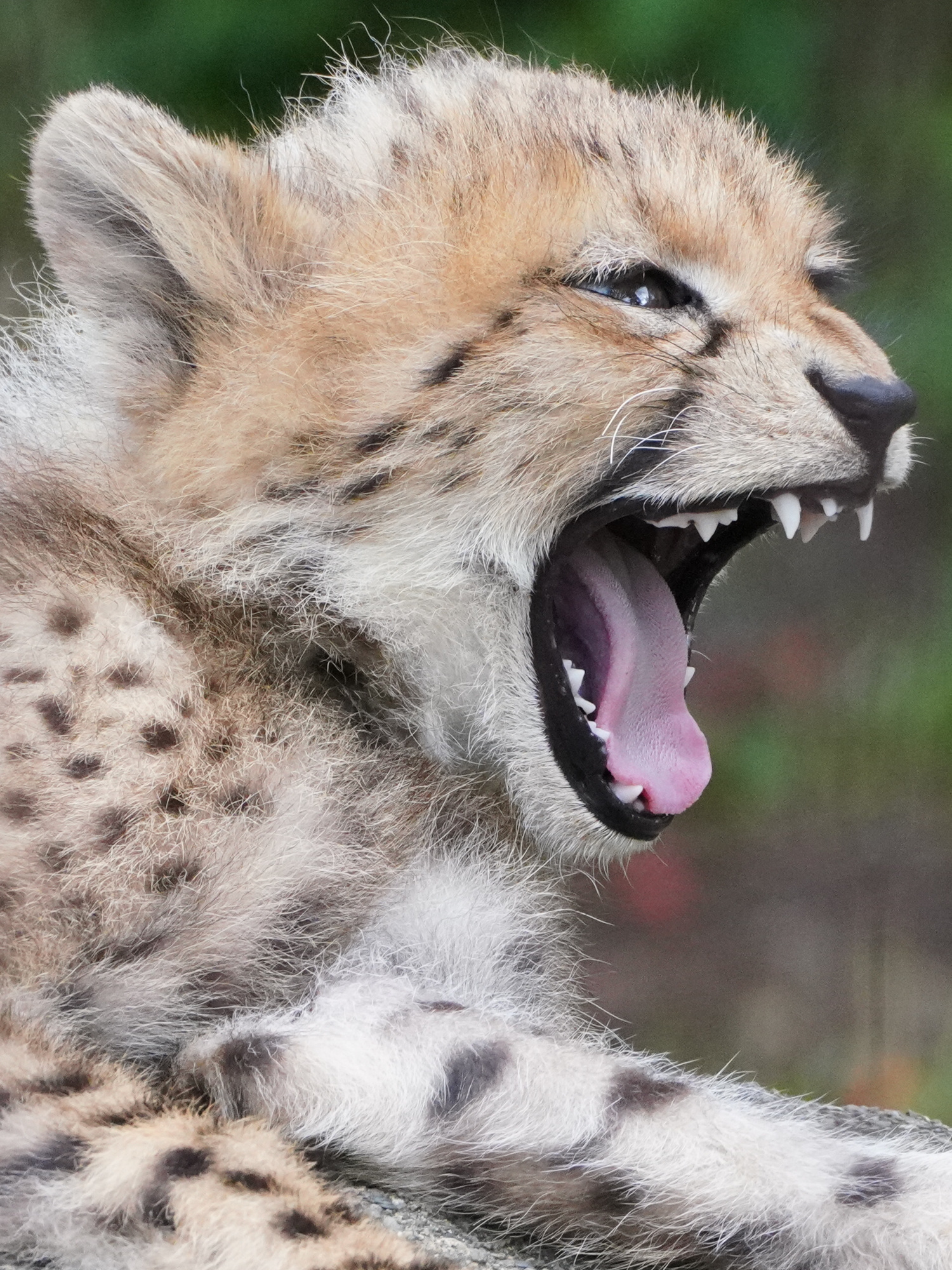 チータ　Cheetah 忍び寄るチーター - チーターのストックフォトや画像を多数ご
