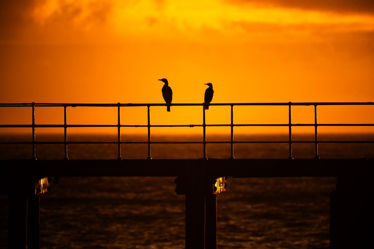 Cormorants soak up the sunrise from the east pier at Whitby, North Yorkshire. 

Neil Squires/Alamy Live News