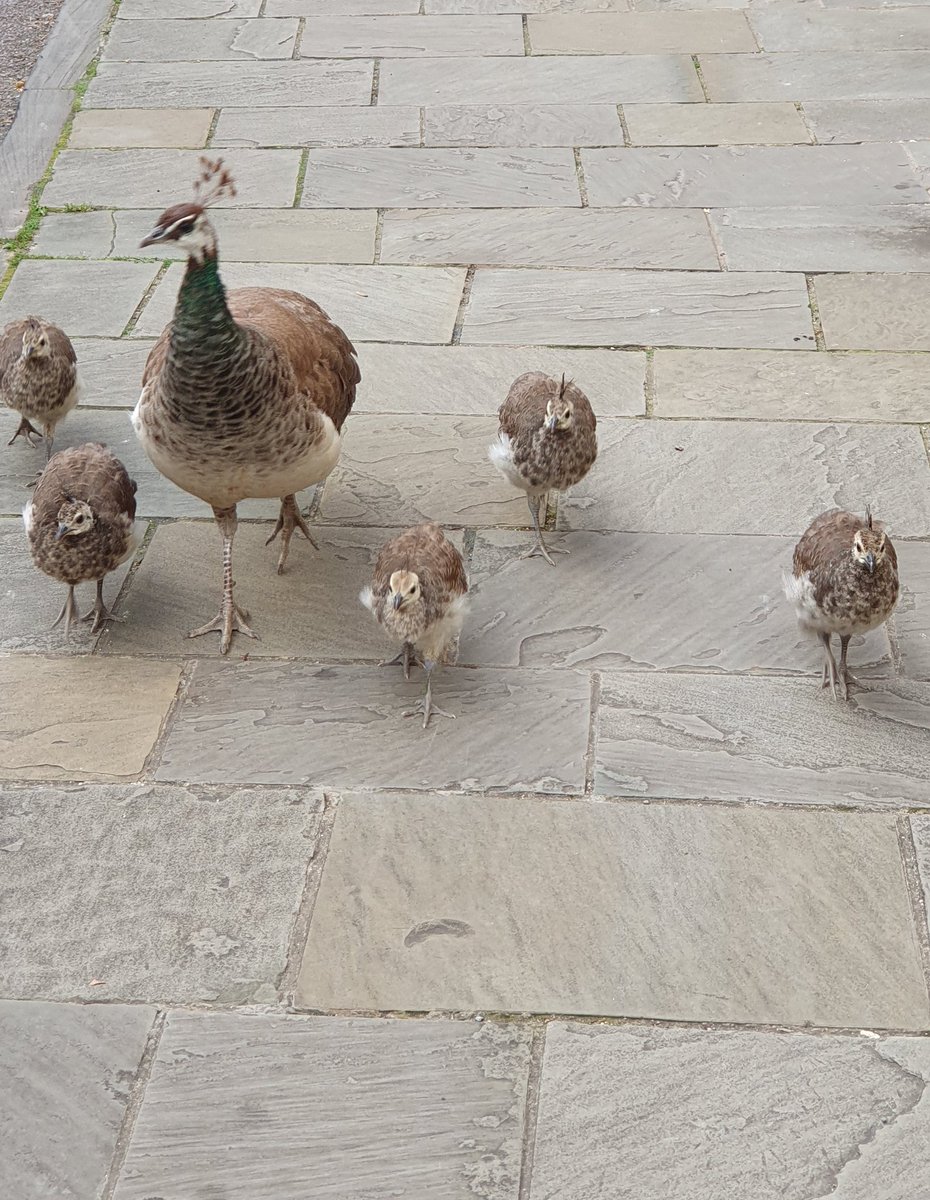 I'm not the only one out for an early morning walk!