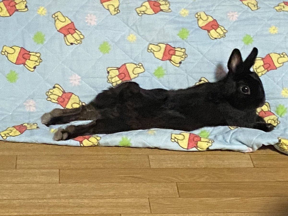 𝑭𝑬𝑳𝑰𝑪𝑬