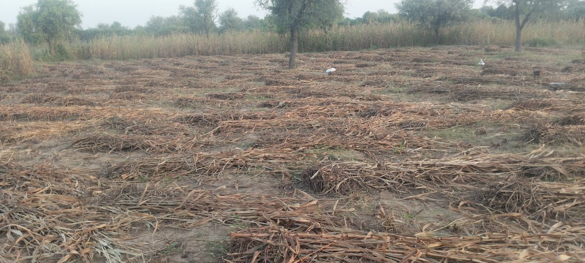 म्हारे तो काट पीट कर 
#बाजरा ही बचे हैं 🥱