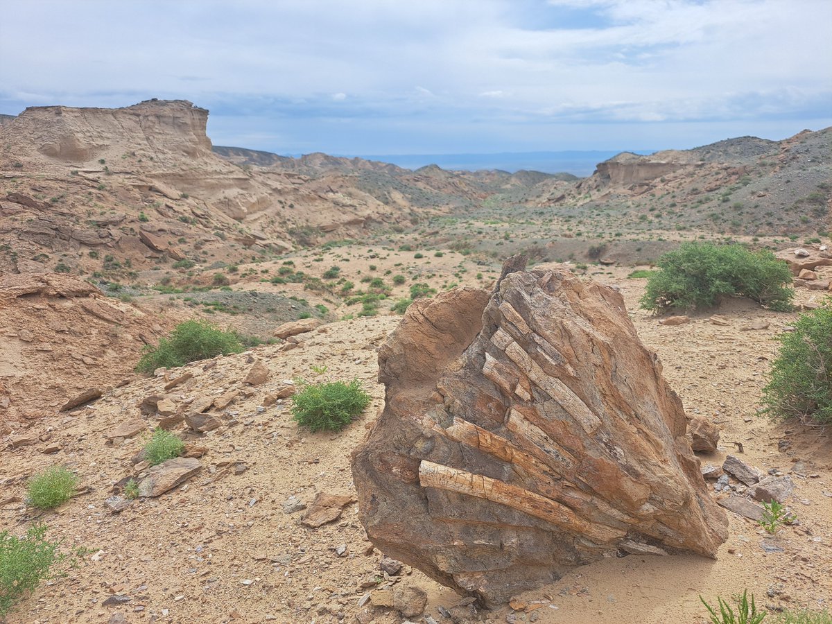International Society for Vertebrate Morphology (@isvmorph) on Twitter photo 🦖Royal Society Publishing’s special Biology Letters feature "Dinosaur Science," guest-edited by Paul Barrett & Susannah Maidment (Natural History Museum), marks 200 years since Megalosaurus and showcases new advances in dinosaur research — free online: royalsocietypublishing.org/topic/special-…🦖 🦖Royal Society Publishing’s special Biology Letters feature "Dinosaur Science," guest-edited by Paul Barrett & Susannah Maidment (Natural History Museum), marks 200 years since Megalosaurus and showcases new advances in dinosaur research — free online: royalsocietypublishing.org/topic/special-…🦖