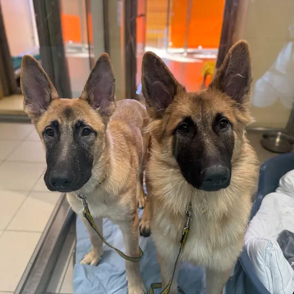 We keep making excuses to leave our desk to go and see Frank and Ernie... who can blame us?! 😍 This pair are at <a href="/DT_Essex/">Dogs Trust Basildon</a> 

[Image description: Two large fluffy brown and black dogs with tall ears are standing in a kennel on blankets.]