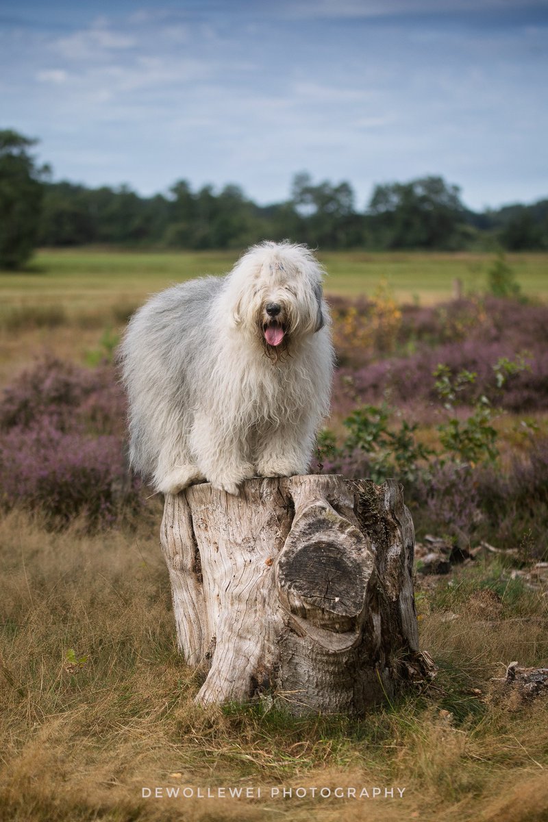 dewollewei's tweet image. Soes
#oldenglishsheepdog 
#oes
#bobtail