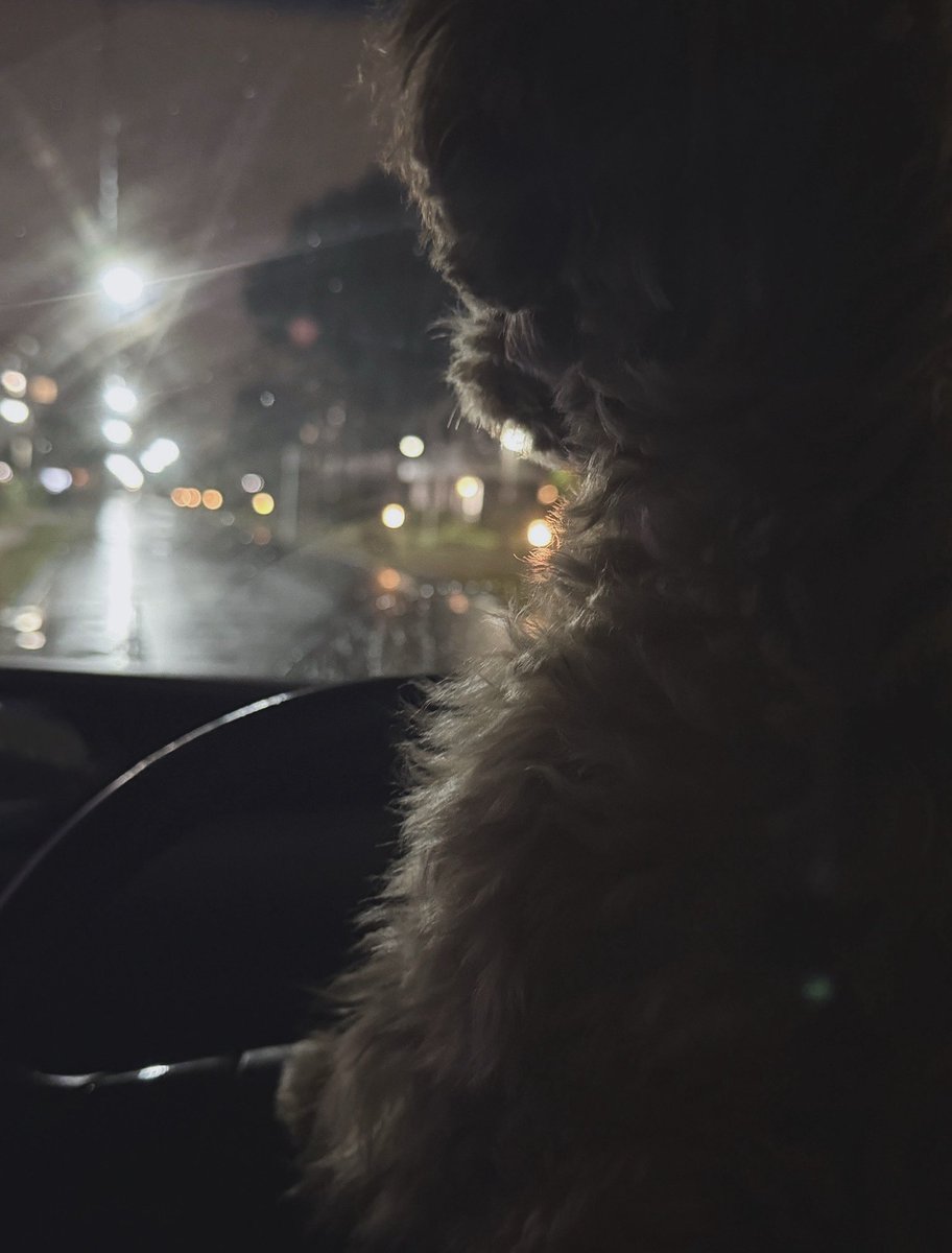 ten_k1025's tweet photo. 本日の愛犬マルプーさん🐶

#まるぷー #子犬 #愛犬 #愛犬の日常 https://t.co/hBooktTObG