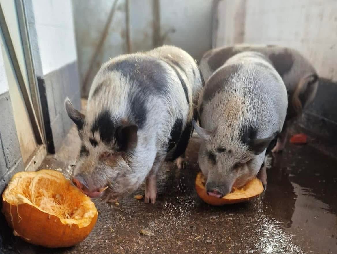 Animals in Need UK tweet media