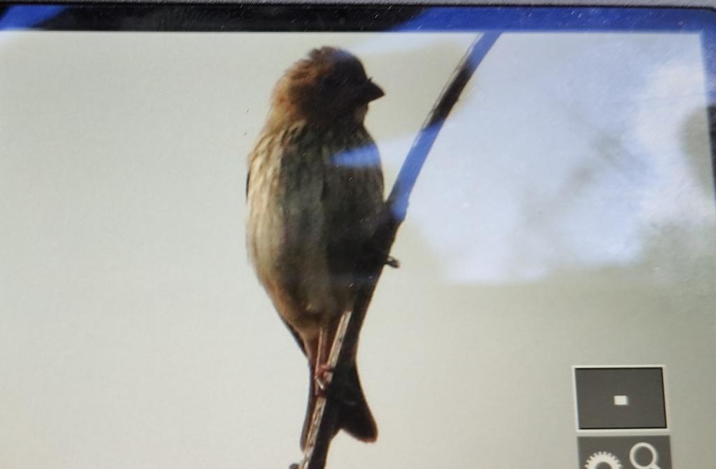 Came across a rosefinch in the Sashul this morning. Pretty rare in autumn. Very Happy!