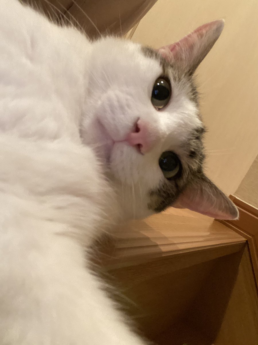 リトリン作ったので気が向いたら見てください‼️
予定とかやりたいキャラとか書いた‼️

lit.link/ju_124

⬇️実家のにゃん様