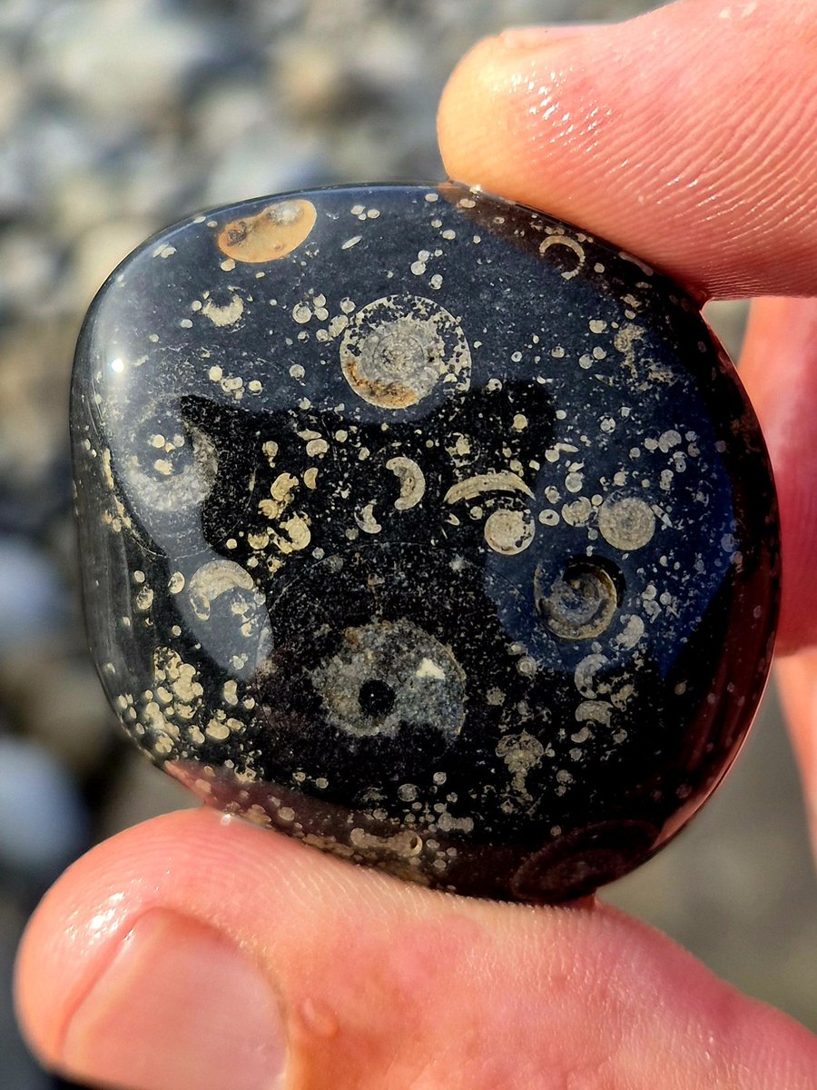 Celestial stone.
Goniatite fossils embedded throughout this shore stone looks like spiraling galaxies in deep space. 
County Clare, Ireland.