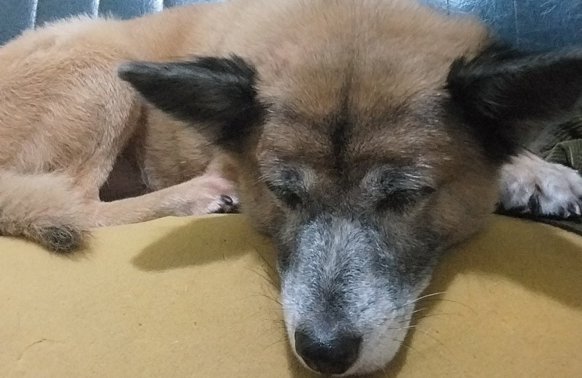 rootitawar's tweet photo. 21sept 2025. my baby is 7yo nowww🥹🥹❤️ https://t.co/nq79X5dBtP