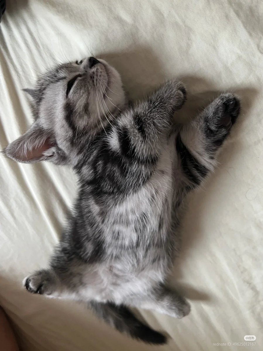 The pets only 🐾 (@thepetsonly) on Twitter photo 