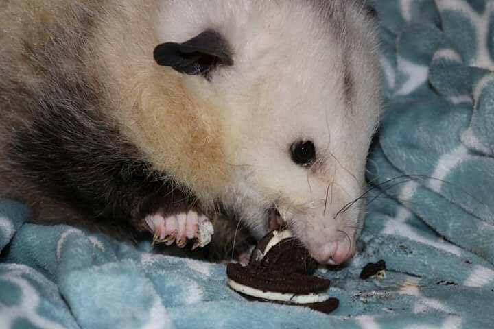 Possumeveryhour.io (@possumeveryhour) on Twitter photo 