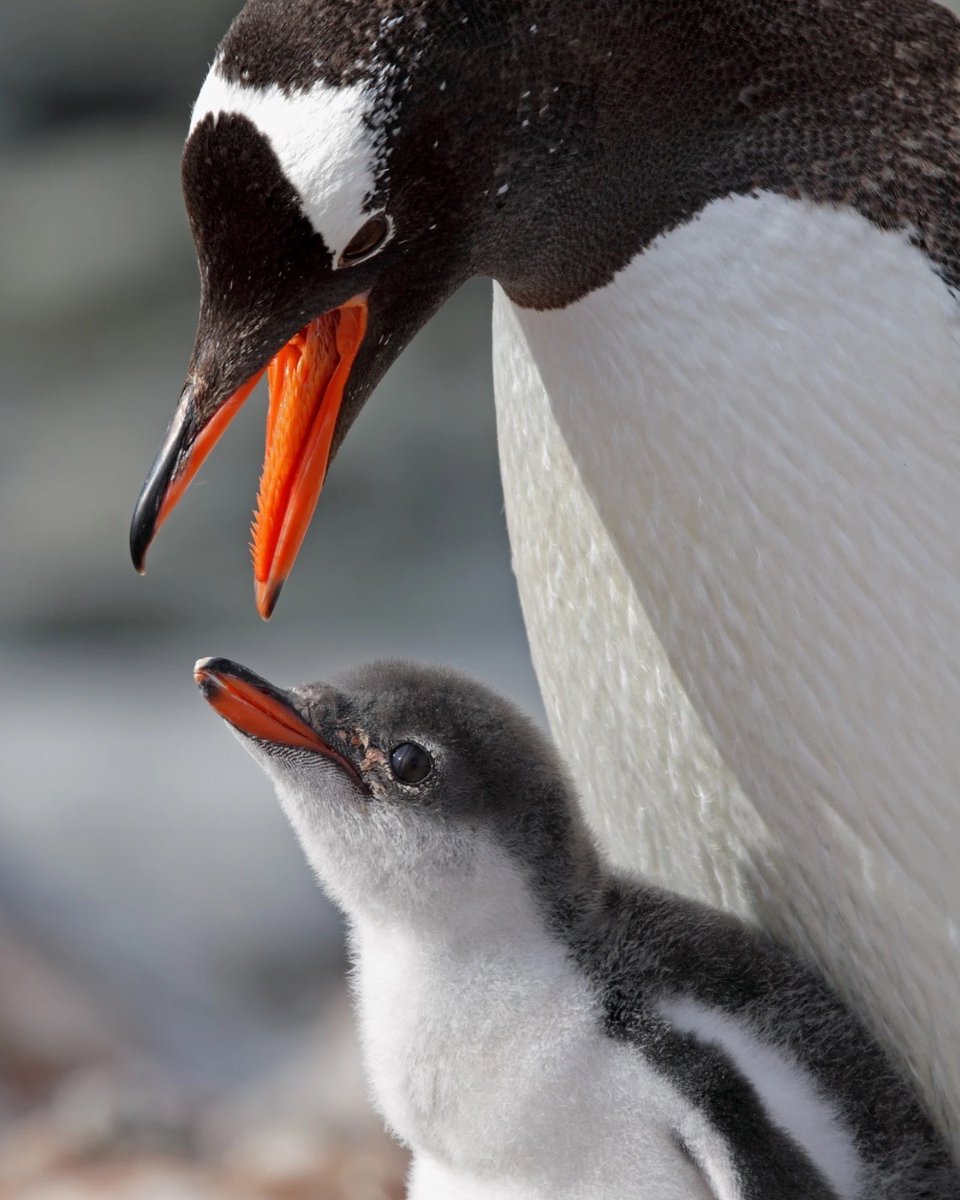 What’s the most unforgettable wildlife photo you’ve ever captured? 🐧📸 
We’ll kick things off—share yours with us!

#secretatlas #wildlife #photography #adventure #nature