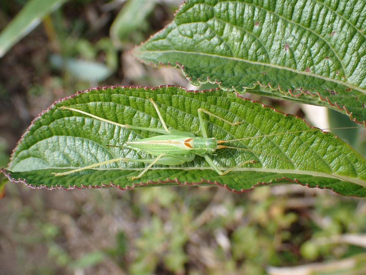 ムツセモンササキリ