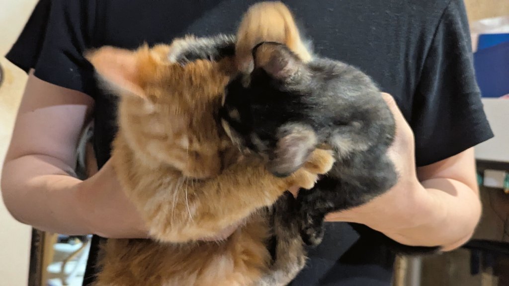 キラキラ⭐️　　ひょっこり猫 キラキラ⭐️ ひょっこり猫 Z/Xグッズ ｜ Z/X - Zillions of