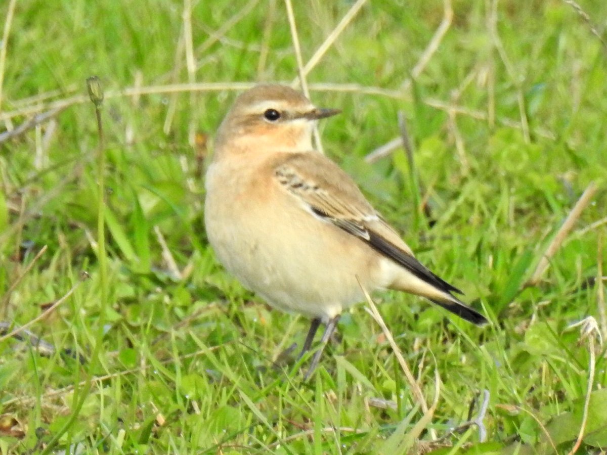 At least 8 Northern Wheatear including 1 Greenland type in a field on Northfield lane Marshfield this morning also in the area 5 Stonechat,22 Meadow Pipit,120 Linnet,27 Sky Lark and around 208 Barn Swallow going through,Common Buzzard,3 Red Kite,2 Kestrel.<a href="/bristolbirding/">BristolBirding</a>